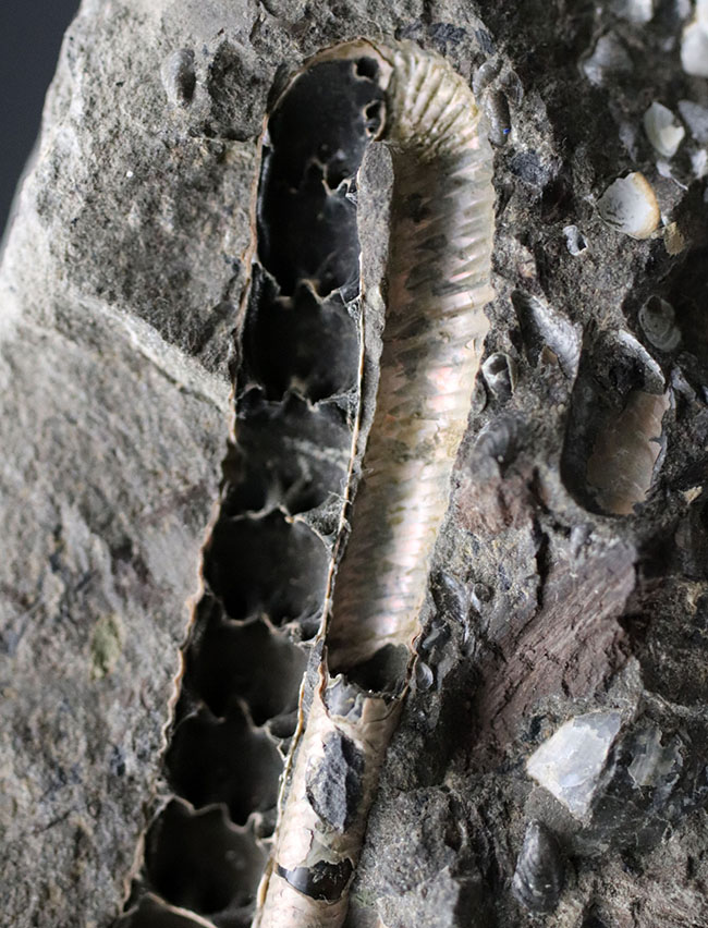 特徴的な１８０度ターンが保存されたポリプチコセラス（Polyptychoceras)。北海道を代表する異常巻きアンモナイトの一つ。内部の隔壁の変化にご注目ください。（その3）
