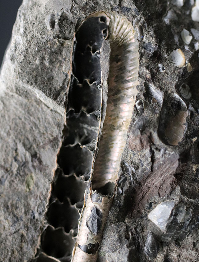 特徴的な180度ターンが保存されたポリプチコセラス(Polyptychoceras)。北海道を代表する異常巻きアンモナイトの一つ。内部の隔壁の変化にご注目ください。(その3)