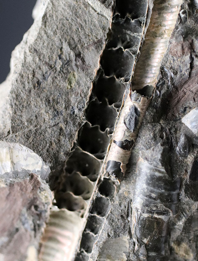 特徴的な180度ターンが保存されたポリプチコセラス(Polyptychoceras)。北海道を代表する異常巻きアンモナイトの一つ。内部の隔壁の変化にご注目ください。(その4)
