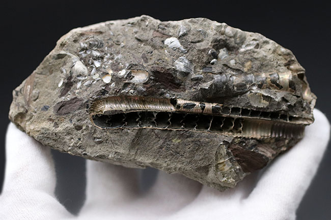 特徴的な180度ターンが保存されたポリプチコセラス(Polyptychoceras)。北海道を代表する異常巻きアンモナイトの一つ。内部の隔壁の変化にご注目ください。(その5)