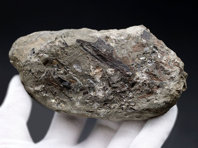 特徴的な180度ターンが保存されたポリプチコセラス(Polyptychoceras)。北海道を代表する異常巻きアンモナイトの一つ。内部の隔壁の変化にご注目ください。(その6)