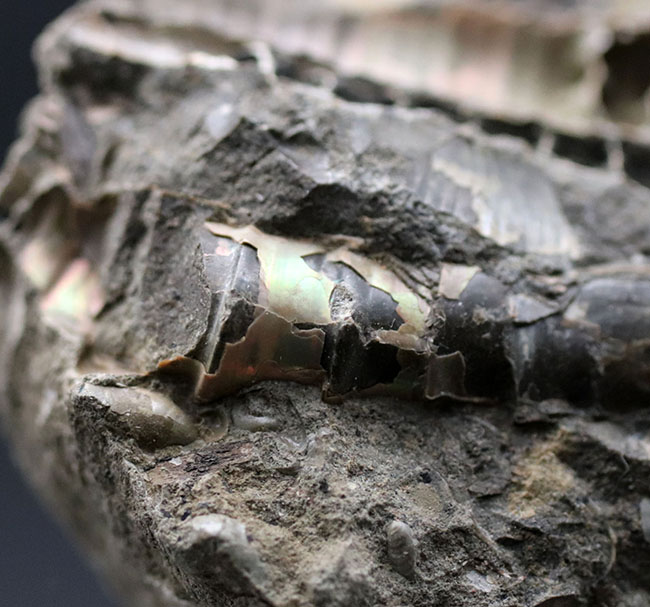 特徴的な180度ターンが保存されたポリプチコセラス(Polyptychoceras)。北海道を代表する異常巻きアンモナイトの一つ。内部の隔壁の変化にご注目ください。(その7)