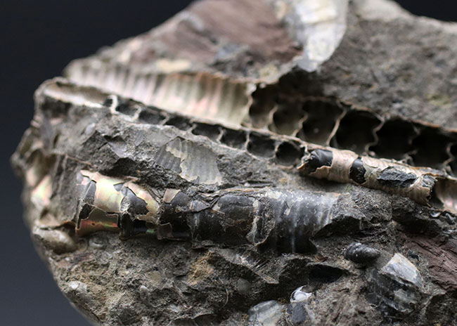 特徴的な180度ターンが保存されたポリプチコセラス(Polyptychoceras)。北海道を代表する異常巻きアンモナイトの一つ。内部の隔壁の変化にご注目ください。(その8)