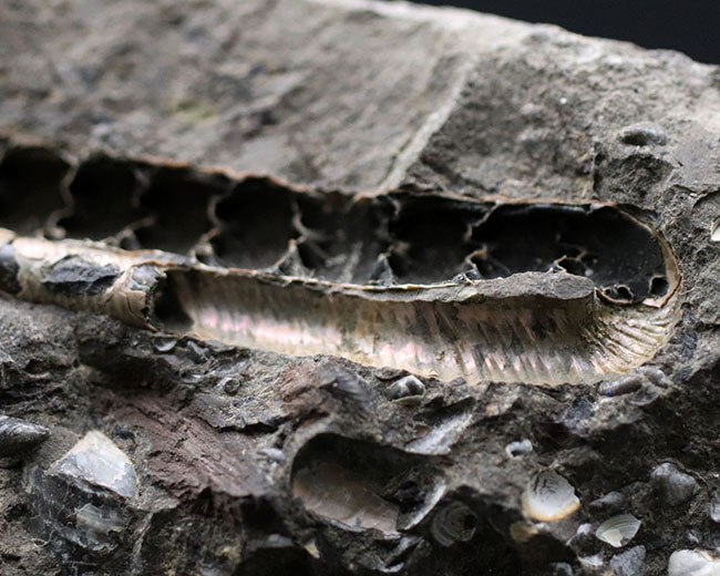 特徴的な180度ターンが保存されたポリプチコセラス(Polyptychoceras)。北海道を代表する異常巻きアンモナイトの一つ。内部の隔壁の変化にご注目ください。(その9)