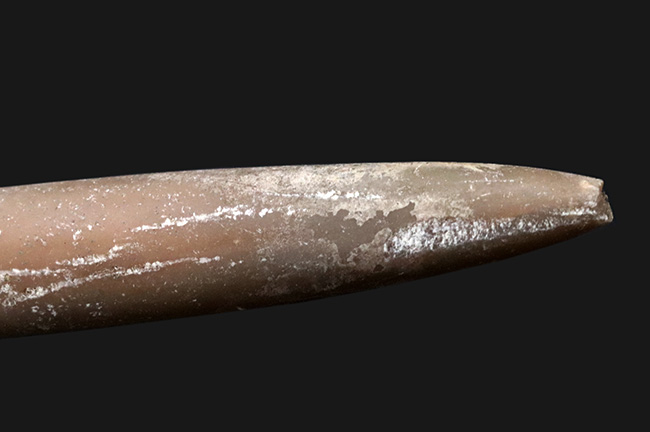 レア！ジュラ紀の矢石、ベレムナイト類、ラゴニべルス・ボルゲンシス（Lagonibellus volgensis）の化石（その5）