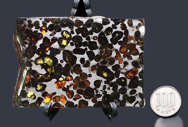 ビッグサイズ！オリーブグリーンに輝くカンラン石が存在する、極めて上質なケニア産のパラサイト隕石（本体防錆処理済み）（その10）