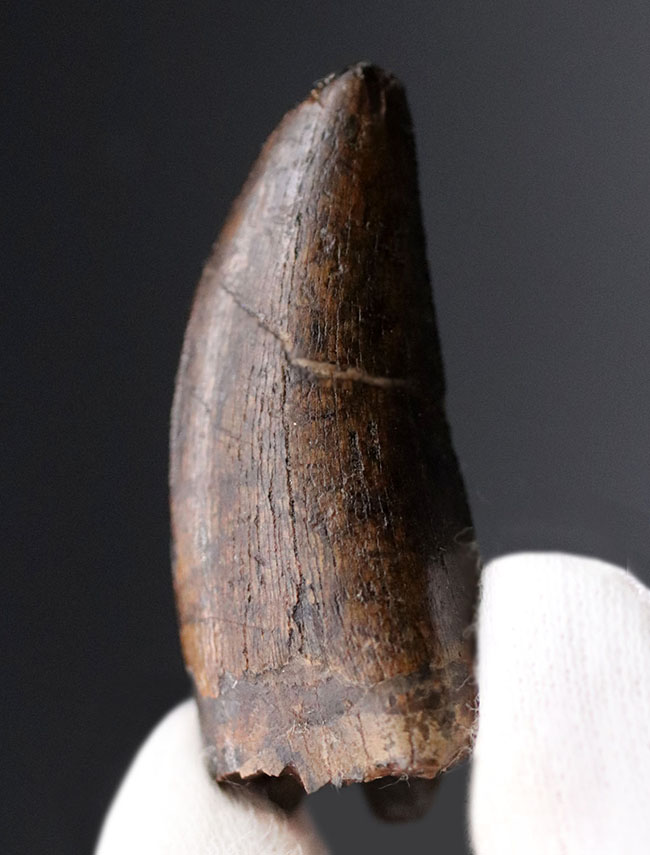 王者の風格、およそ7000万年前の北米西部の支配的捕食者、アルバートサウルス(Albertosaurus)の成体の歯化石。分厚く立派。(その1)