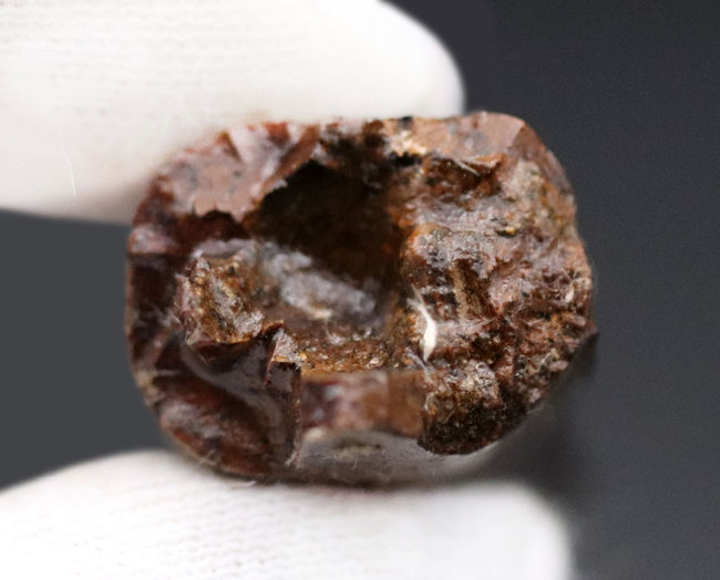 王者の風格、およそ7000万年前の北米西部の支配的捕食者、アルバートサウルス(Albertosaurus)の成体の歯化石。分厚く立派。(その10)