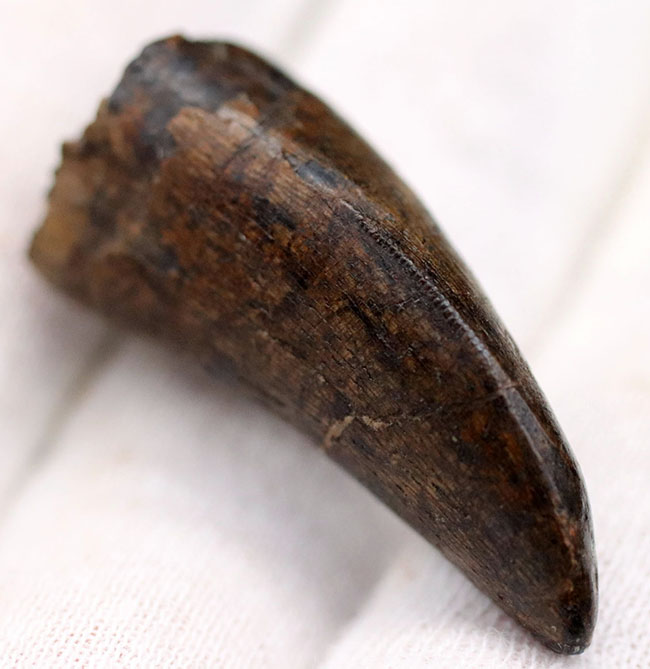 王者の風格、およそ7000万年前の北米西部の支配的捕食者、アルバートサウルス(Albertosaurus)の成体の歯化石。分厚く立派。(その11)