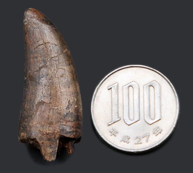 王者の風格、およそ7000万年前の北米西部の支配的捕食者、アルバートサウルス(Albertosaurus)の成体の歯化石。分厚く立派。(その12)