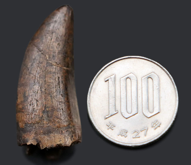 王者の風格、およそ7000万年前の北米西部の支配的捕食者、アルバートサウルス(Albertosaurus)の成体の歯化石。分厚く立派。(その13)