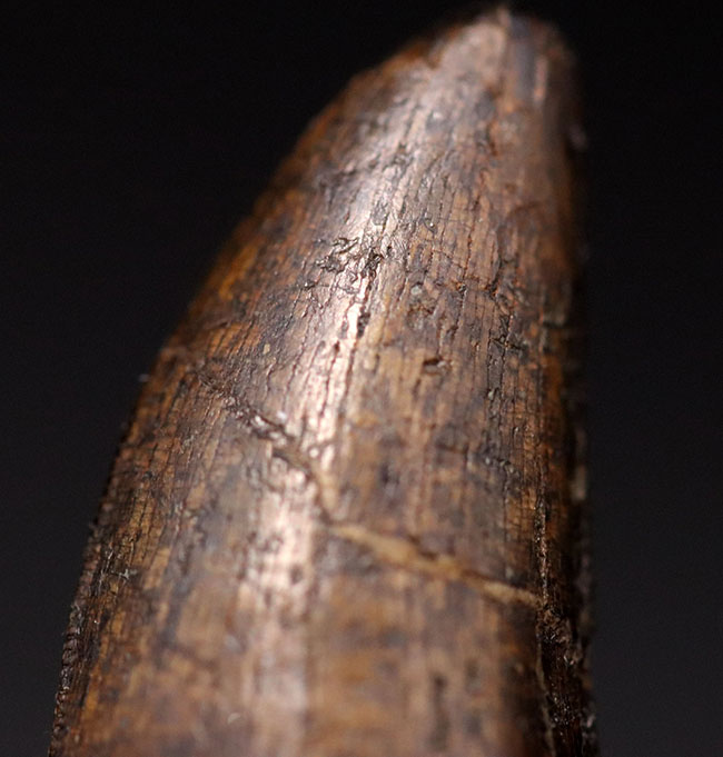 王者の風格、およそ７０００万年前の北米西部の支配的捕食者、アルバートサウルス（Albertosaurus）の成体の歯化石。分厚く立派。（その2）