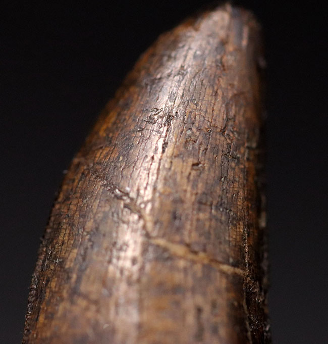 王者の風格、およそ7000万年前の北米西部の支配的捕食者、アルバートサウルス(Albertosaurus)の成体の歯化石。分厚く立派。(その2)
