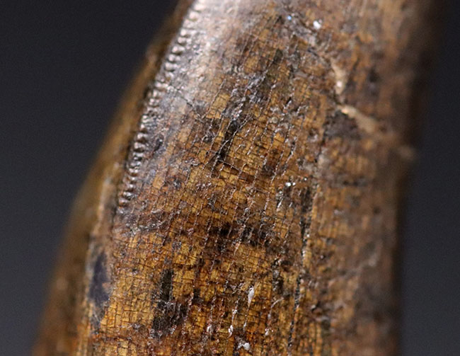 王者の風格、およそ7000万年前の北米西部の支配的捕食者、アルバートサウルス(Albertosaurus)の成体の歯化石。分厚く立派。(その3)