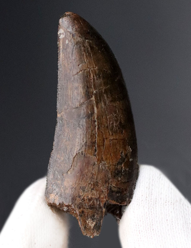 王者の風格、およそ7000万年前の北米西部の支配的捕食者、アルバートサウルス(Albertosaurus)の成体の歯化石。分厚く立派。(その4)