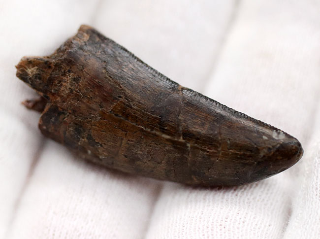 王者の風格、およそ7000万年前の北米西部の支配的捕食者、アルバートサウルス(Albertosaurus)の成体の歯化石。分厚く立派。(その5)