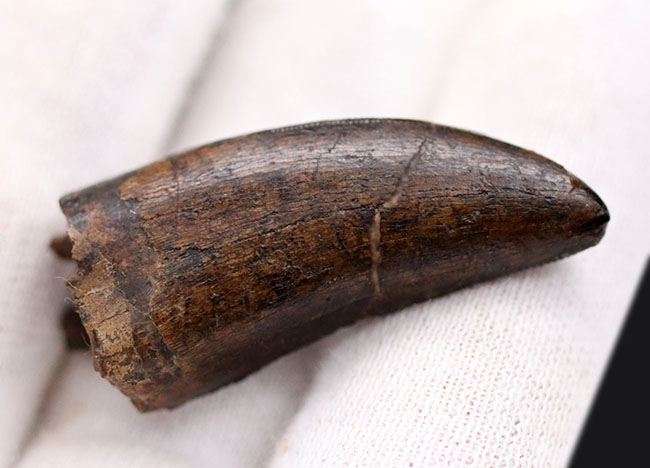 王者の風格、およそ7000万年前の北米西部の支配的捕食者、アルバートサウルス(Albertosaurus)の成体の歯化石。分厚く立派。(その6)