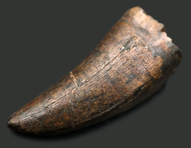 王者の風格、およそ7000万年前の北米西部の支配的捕食者、アルバートサウルス(Albertosaurus)の成体の歯化石。分厚く立派。(その9)