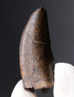 王者の風格、およそ７０００万年前の北米西部の支配的捕食者、アルバートサウルス（Albertosaurus）の成体の歯化石。分厚く立派。