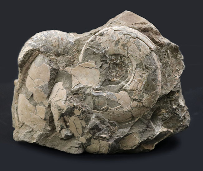 ２.４キロ超え！サービスプライスの国産アンモナイト（Ammonite）の化石。母岩付き（その1）