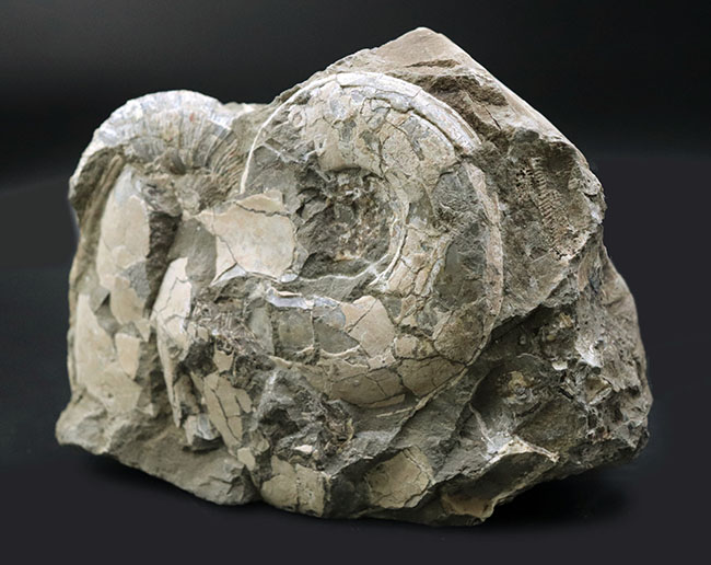 ２.４キロ超え！サービスプライスの国産アンモナイト（Ammonite）の化石。母岩付き（その2）