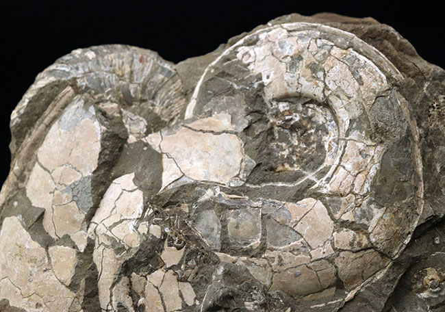 ２.４キロ超え！サービスプライスの国産アンモナイト（Ammonite）の化石。母岩付き（その3）