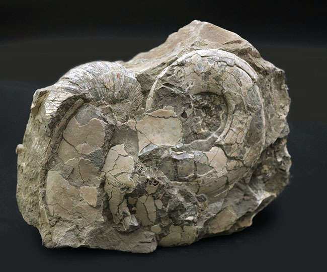 ２.４キロ超え！サービスプライスの国産アンモナイト（Ammonite）の化石。母岩付き（その4）
