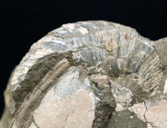 ２.４キロ超え！サービスプライスの国産アンモナイト（Ammonite）の化石。母岩付き（その5）