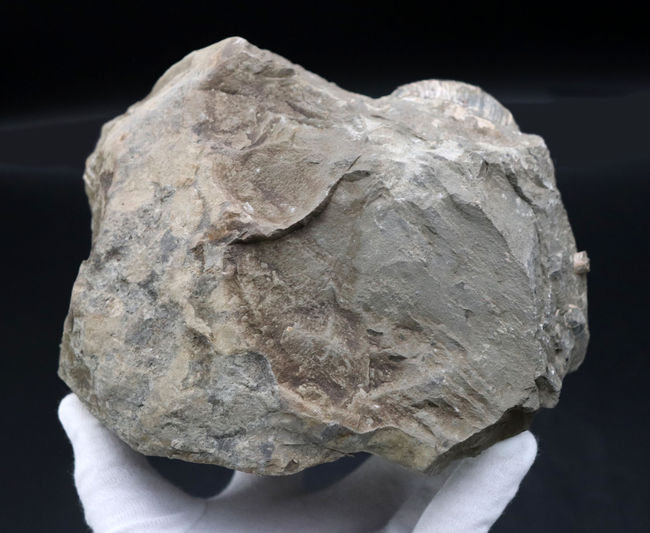 ２.４キロ超え！サービスプライスの国産アンモナイト（Ammonite）の化石。母岩付き（その6）
