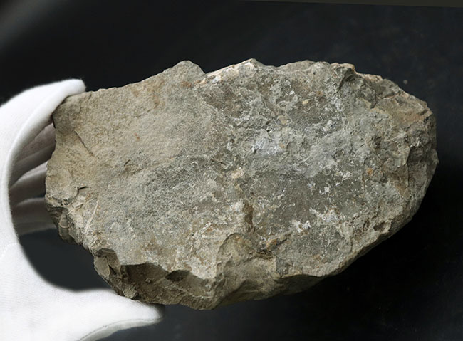 ２.４キロ超え！サービスプライスの国産アンモナイト（Ammonite）の化石。母岩付き（その7）