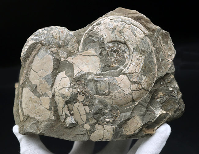 ２.４キロ超え！サービスプライスの国産アンモナイト（Ammonite）の化石。母岩付き（その8）