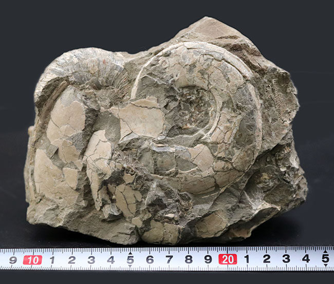 ２.４キロ超え！サービスプライスの国産アンモナイト（Ammonite）の化石。母岩付き（その9）