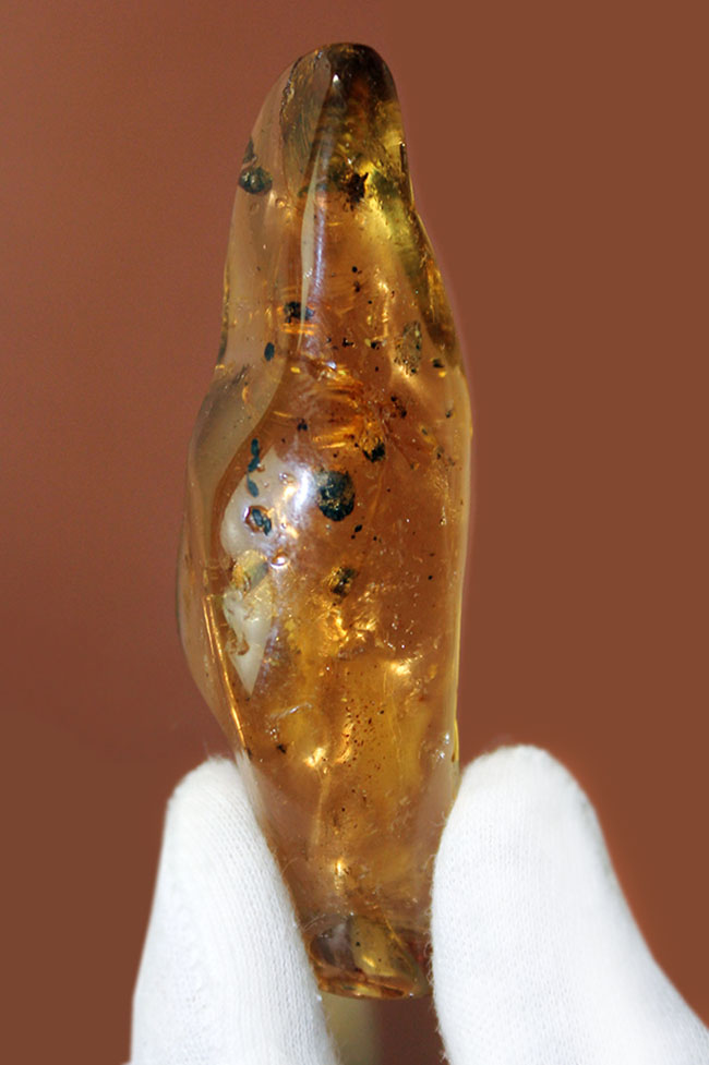 デッカイ!巨大な蜘蛛を内包したマダガスカル産コーパル(Copal)(その10)