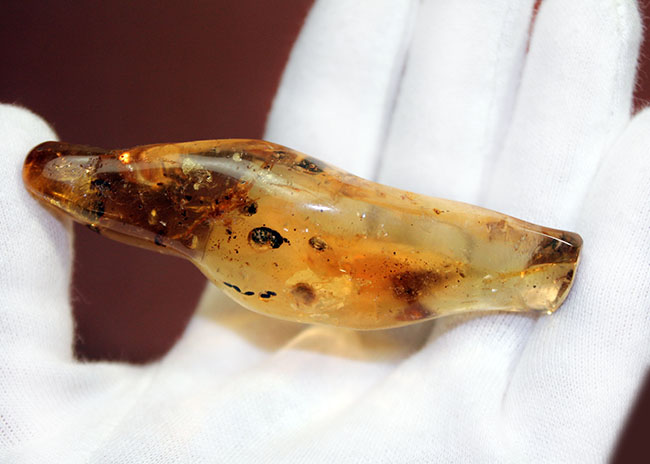 デッカイ!巨大な蜘蛛を内包したマダガスカル産コーパル(Copal)(その6)