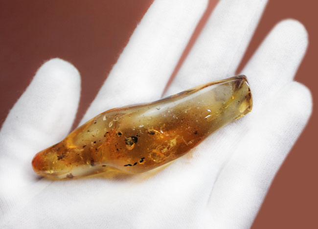 デッカイ!巨大な蜘蛛を内包したマダガスカル産コーパル(Copal)(その7)