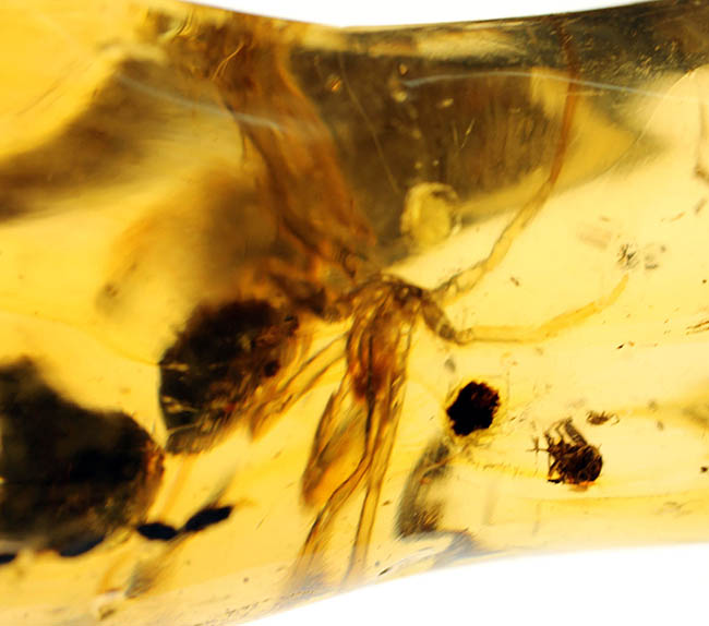 デッカイ!巨大な蜘蛛を内包したマダガスカル産コーパル(Copal)(その8)