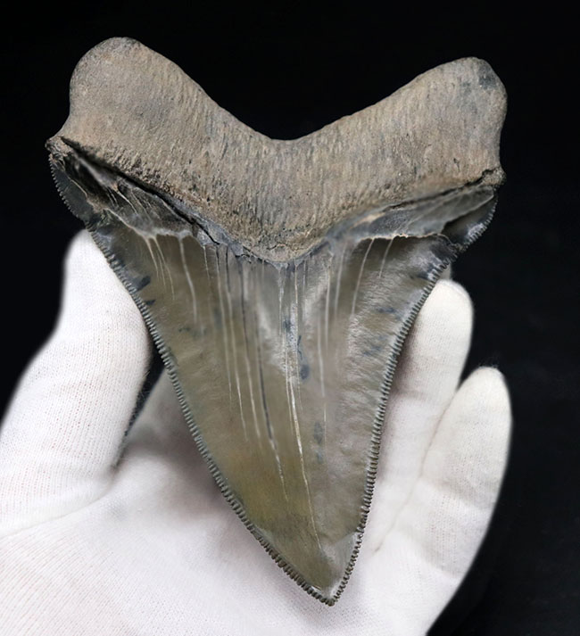 これぞコレクショングレード！鋭利なセレーションと美しい光沢を放つエナメル質が保存された、極めて上質なメガロドンの歯化石（その10）
