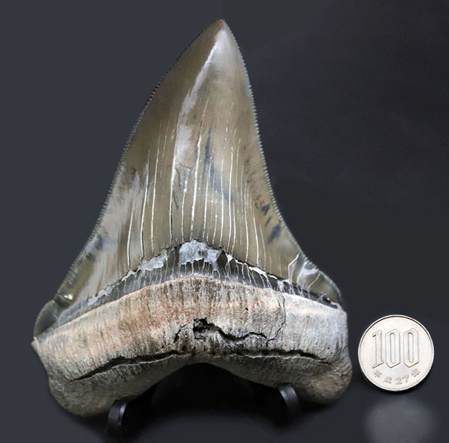 これぞコレクショングレード！鋭利なセレーションと美しい光沢を放つエナメル質が保存された、極めて上質なメガロドンの歯化石（その11）