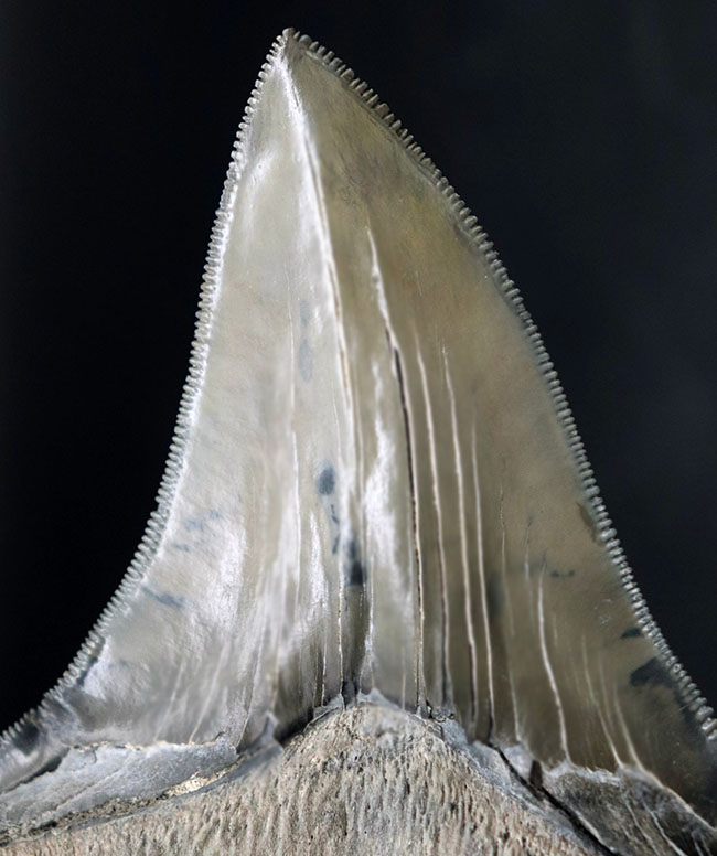 これぞコレクショングレード！鋭利なセレーションと美しい光沢を放つエナメル質が保存された、極めて上質なメガロドンの歯化石（その2）