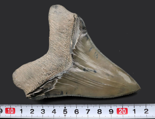 これぞコレクショングレード！鋭利なセレーションと美しい光沢を放つエナメル質が保存された、極めて上質なメガロドンの歯化石（その9）