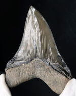 これぞコレクショングレード！鋭利なセレーションと美しい光沢を放つエナメル質が保存された、極めて上質なメガロドンの歯化石