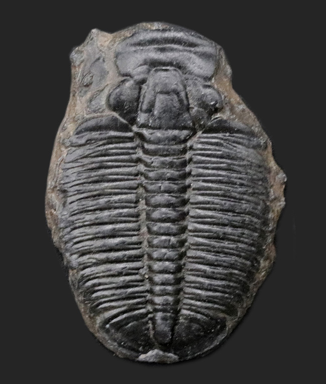 大サイズ!最も原始的な三葉虫の一つ、米国ユタ州産エルラシア・キンギ(Elrathia kingi)(その1)