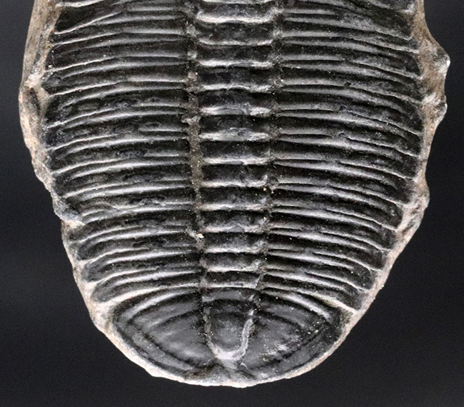 大サイズ！最も原始的な三葉虫の一つ、米国ユタ州産エルラシア・キンギ