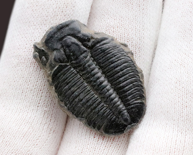 大サイズ!最も原始的な三葉虫の一つ、米国ユタ州産エルラシア・キンギ(Elrathia kingi)(その4)
