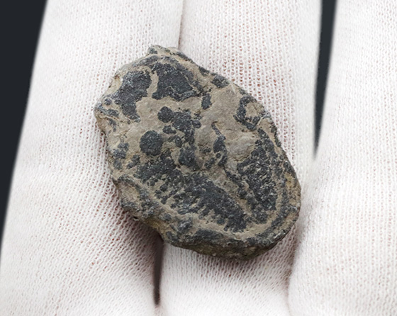 大サイズ!最も原始的な三葉虫の一つ、米国ユタ州産エルラシア・キンギ(Elrathia kingi)(その5)