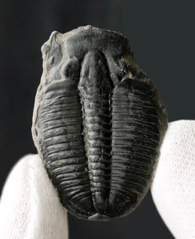 大サイズ!最も原始的な三葉虫の一つ、米国ユタ州産エルラシア・キンギ(Elrathia kingi)(その6)