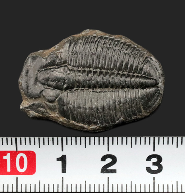 大サイズ!最も原始的な三葉虫の一つ、米国ユタ州産エルラシア・キンギ(Elrathia kingi)(その7)