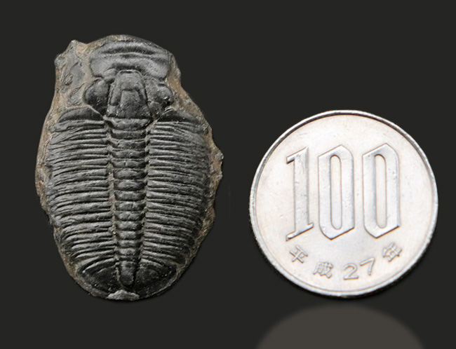 大サイズ!最も原始的な三葉虫の一つ、米国ユタ州産エルラシア・キンギ(Elrathia kingi)(その8)