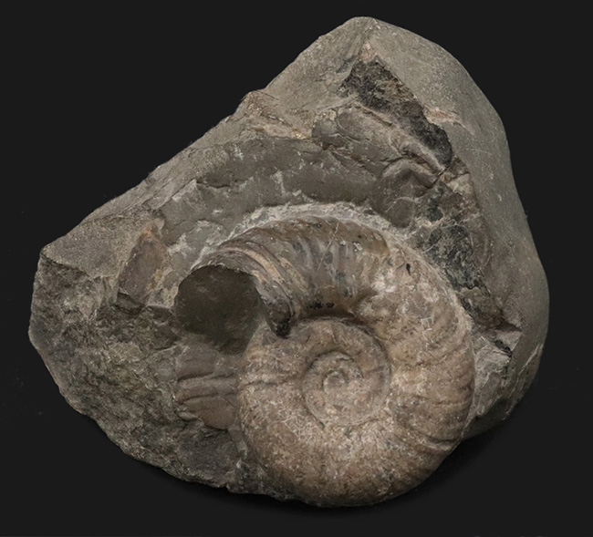 露頭の一部を切り取ったかのような、自然な味わいが魅力的北海道産のアンモナイト（Ammonite）（その1）