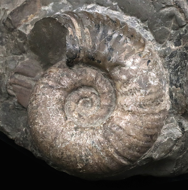 露頭の一部を切り取ったかのような、自然な味わいが魅力的北海道産のアンモナイト（Ammonite）（その2）